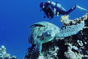 Mehr über den Artikel erfahren Tauchsafari – BlueWater Independence II