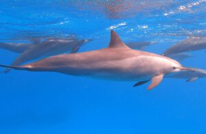 Mehr über den Artikel erfahren Tauchsafari – MY Blue Storm